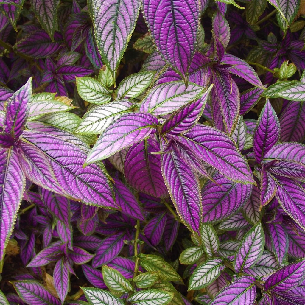 Persian shield