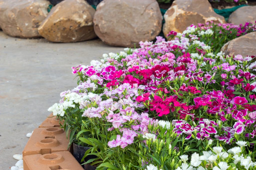 A small garden planted with dianthus flowers in different shades of pink and white