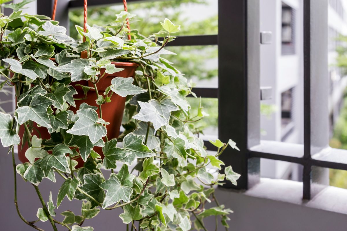 An English ivy in a hanging basket