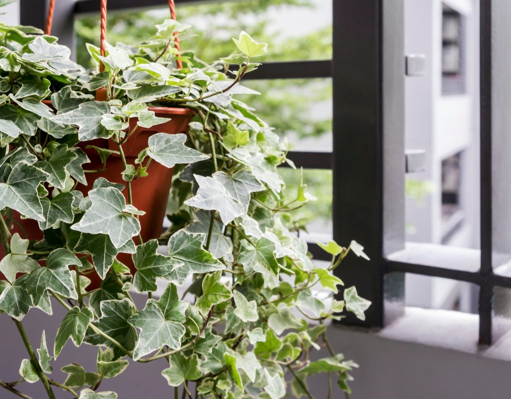 An English ivy in a hanging basket