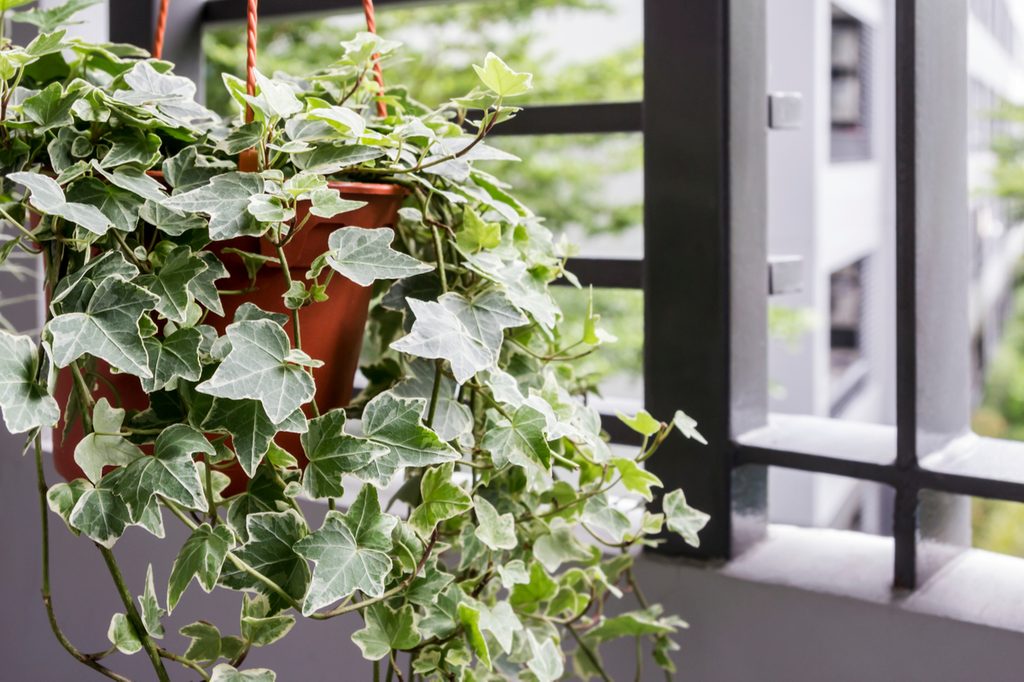 An English ivy in a hanging basket