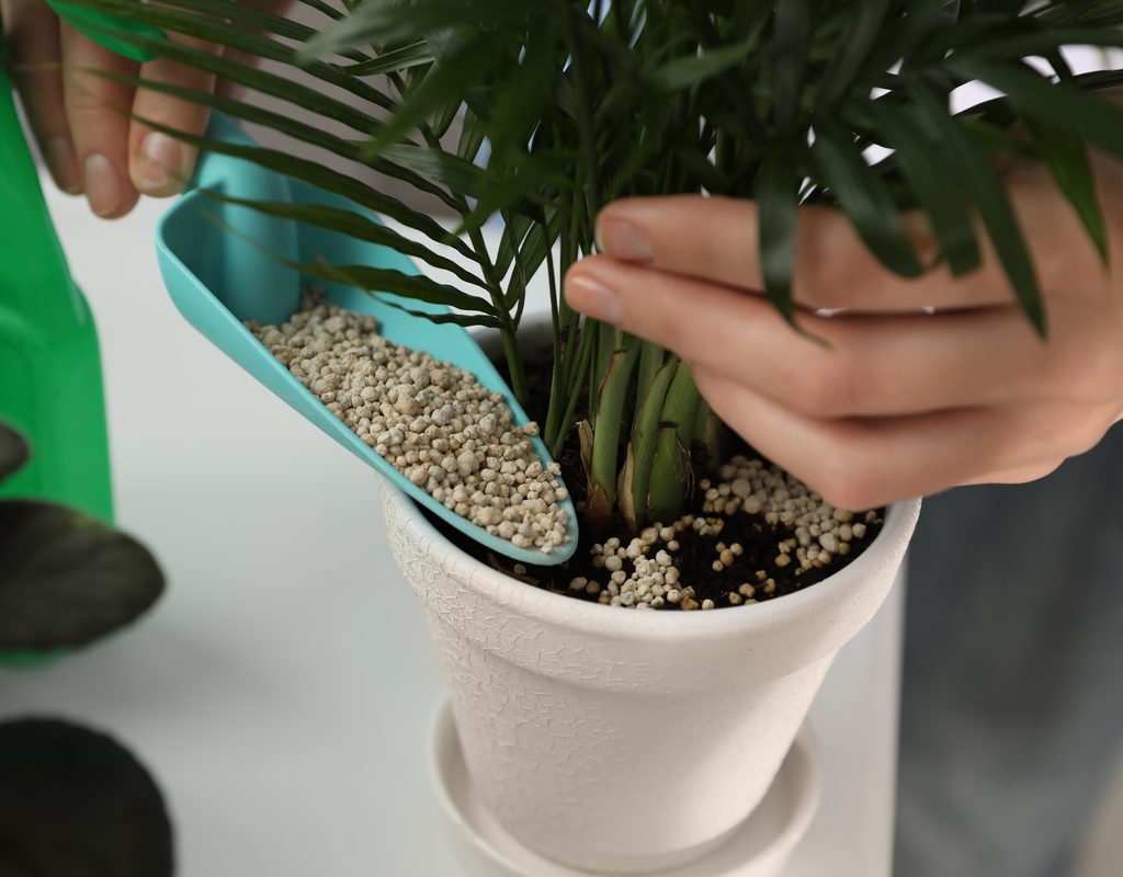 A person fertilizing a potted bamboo plant