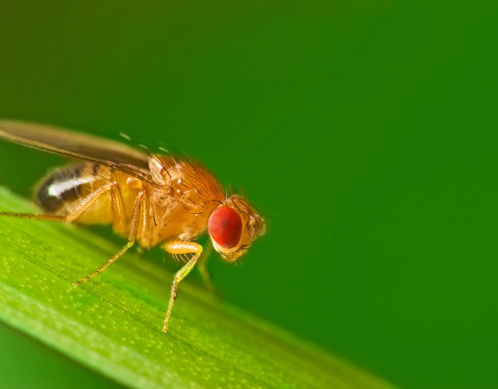 A close up of a fruit fly
