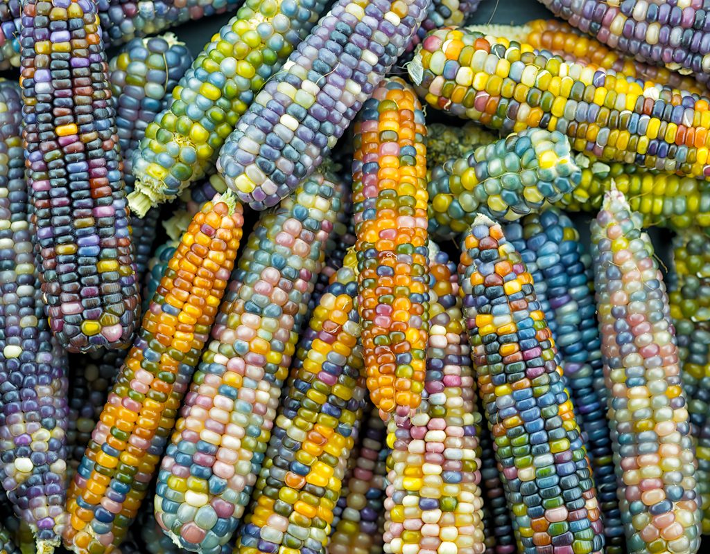 ears of glass gem corn