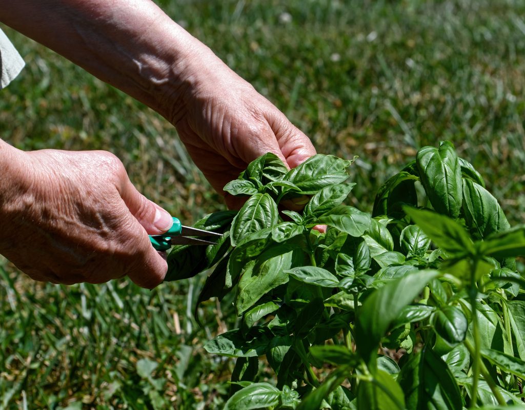 A person harvesting basil with garden shears