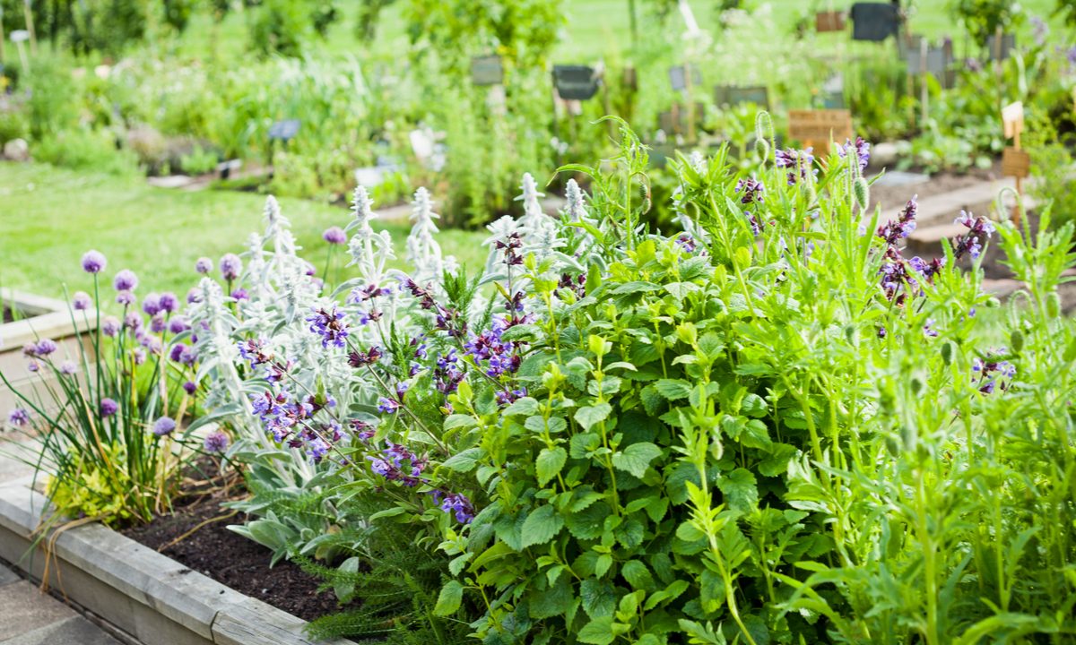 flowering herbs in a garden