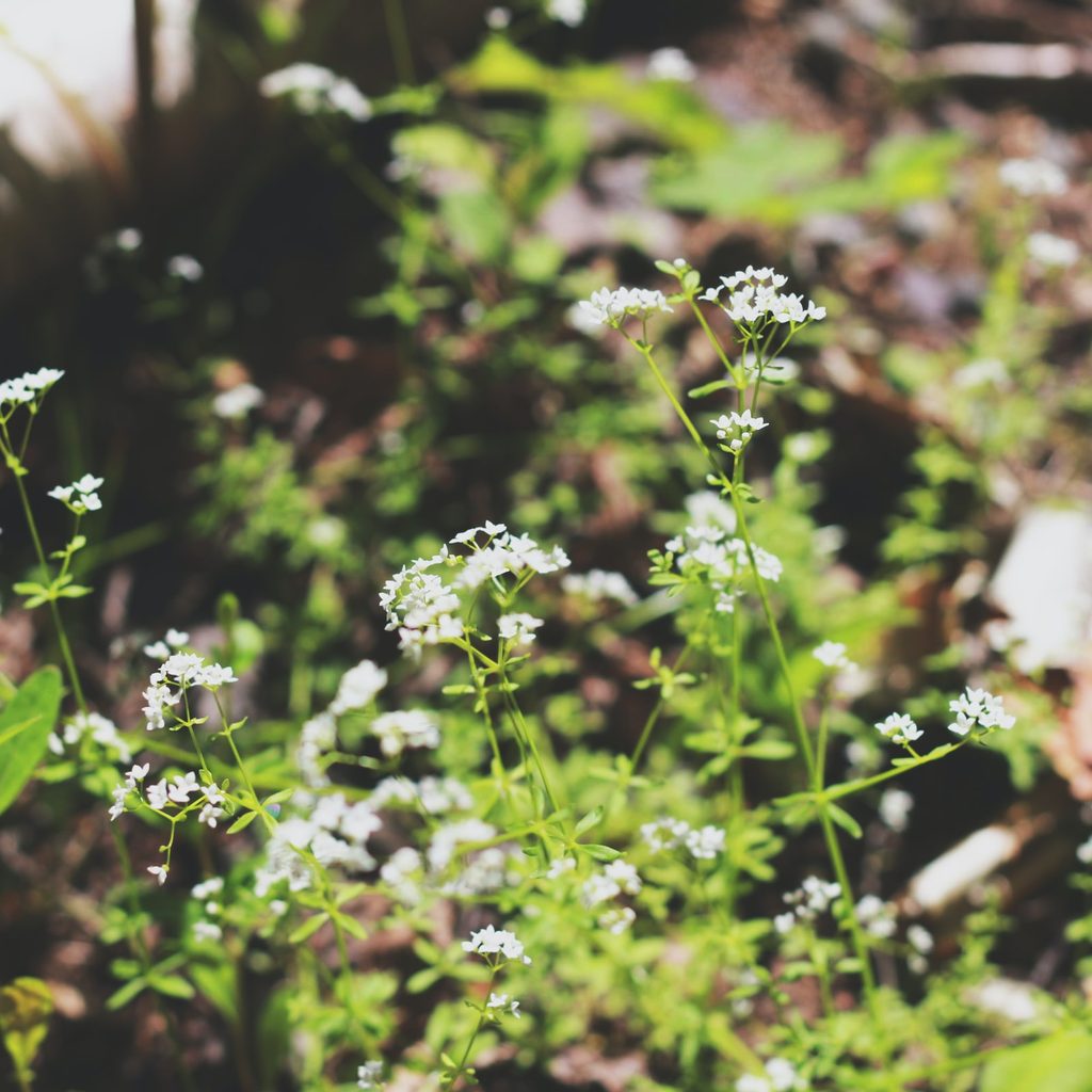 Herbs to plant for composting