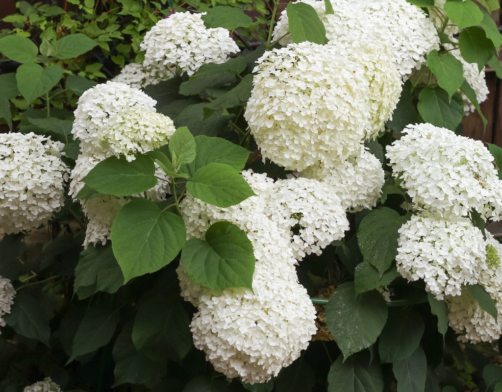 hydrangea arborescens blooming in a garden