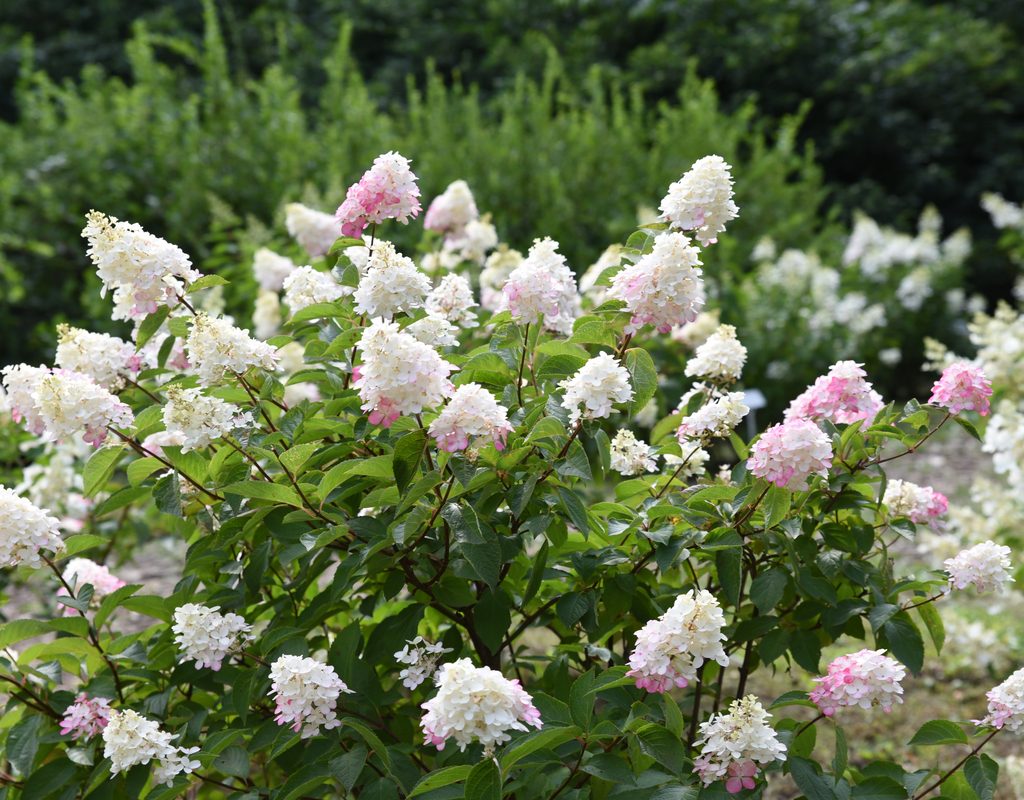panicle hydrangea in bloom