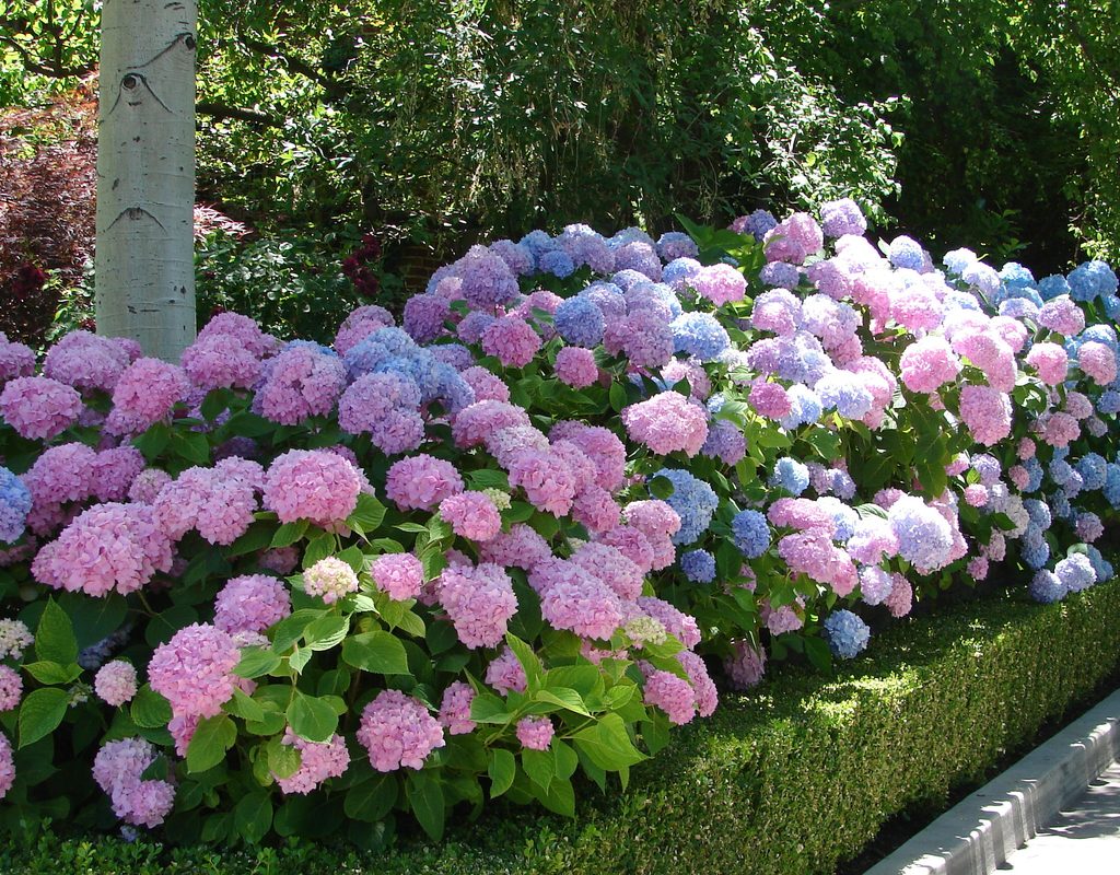 blooming hydrangeas in a garden border