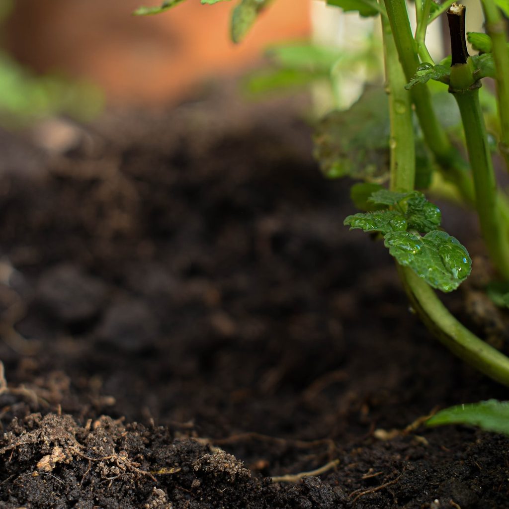 garden soil conditions