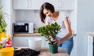 An indoor gardener repotting a large houseplant