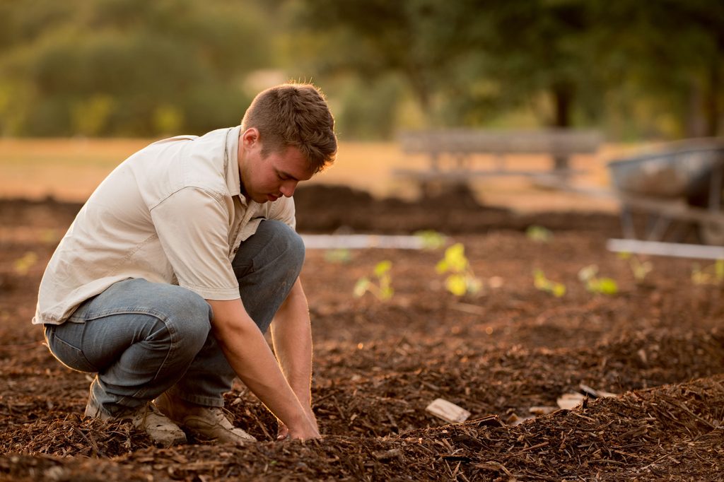 Planting crops for composting