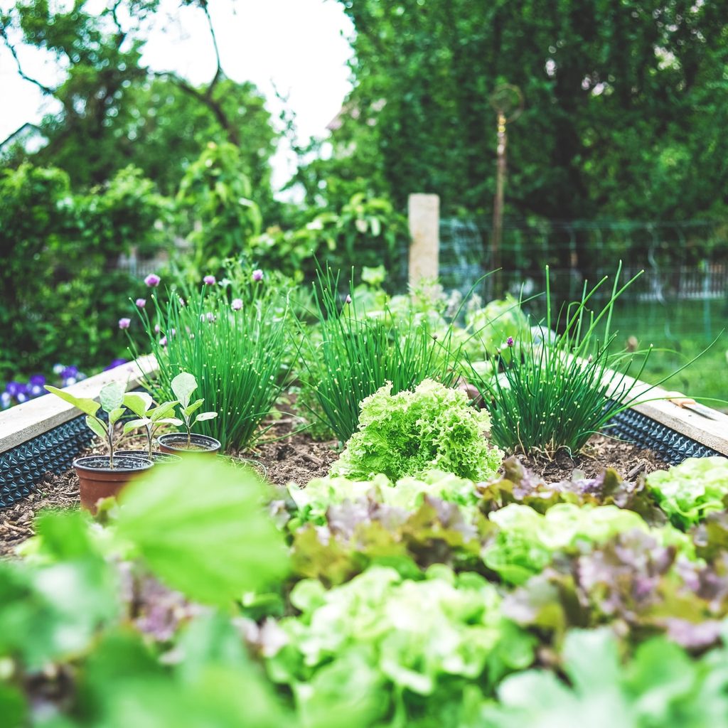 Raised garden bed close-up
