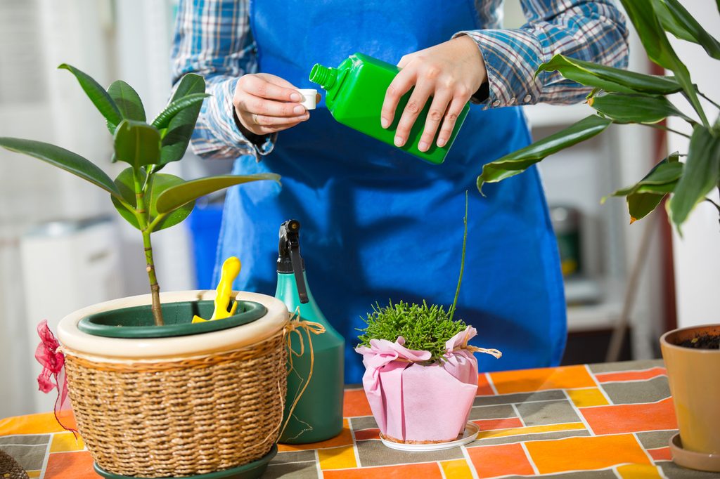 A person in a blue apron measuring liquid fertilizer for a houseplant