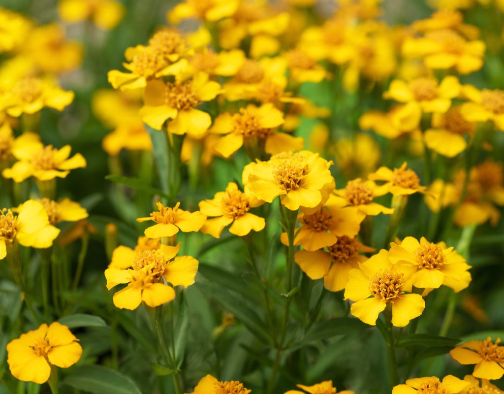 Mexican tarragon with flowers