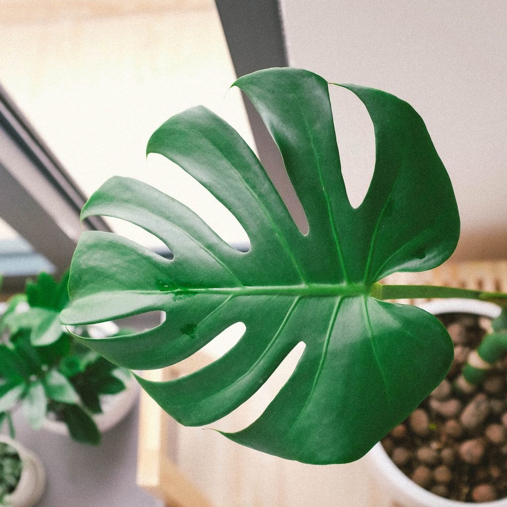 Monstera leaf