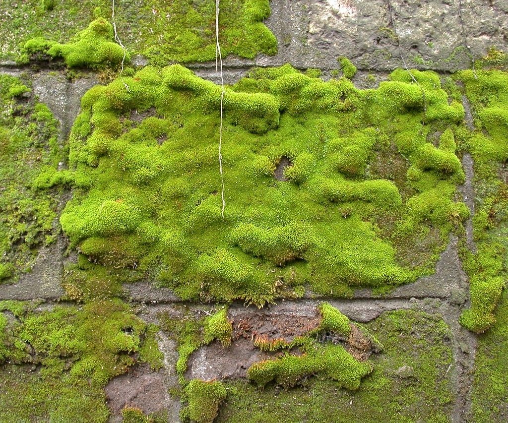 A mossy wall