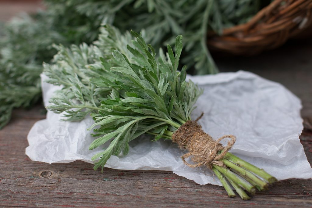 A bundle of fresh mugwort