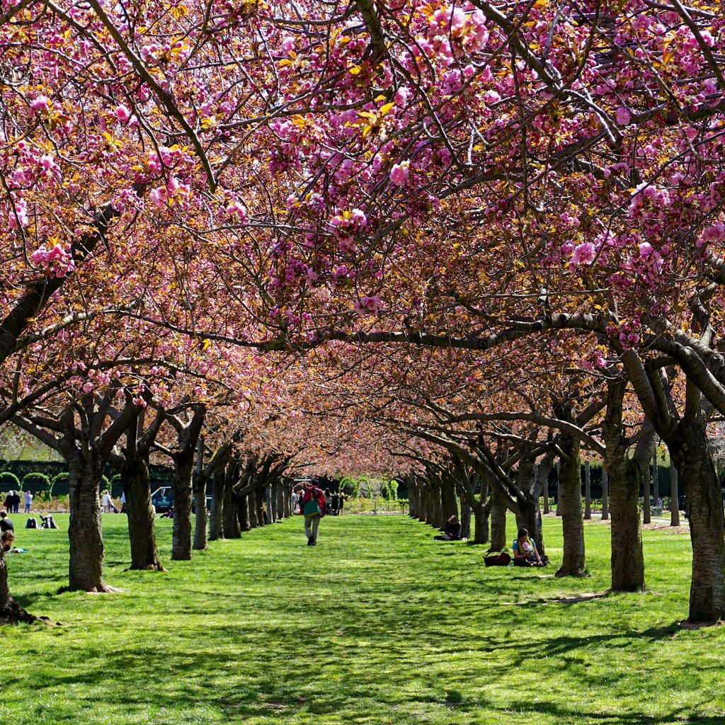 Beautiful orchard in New York