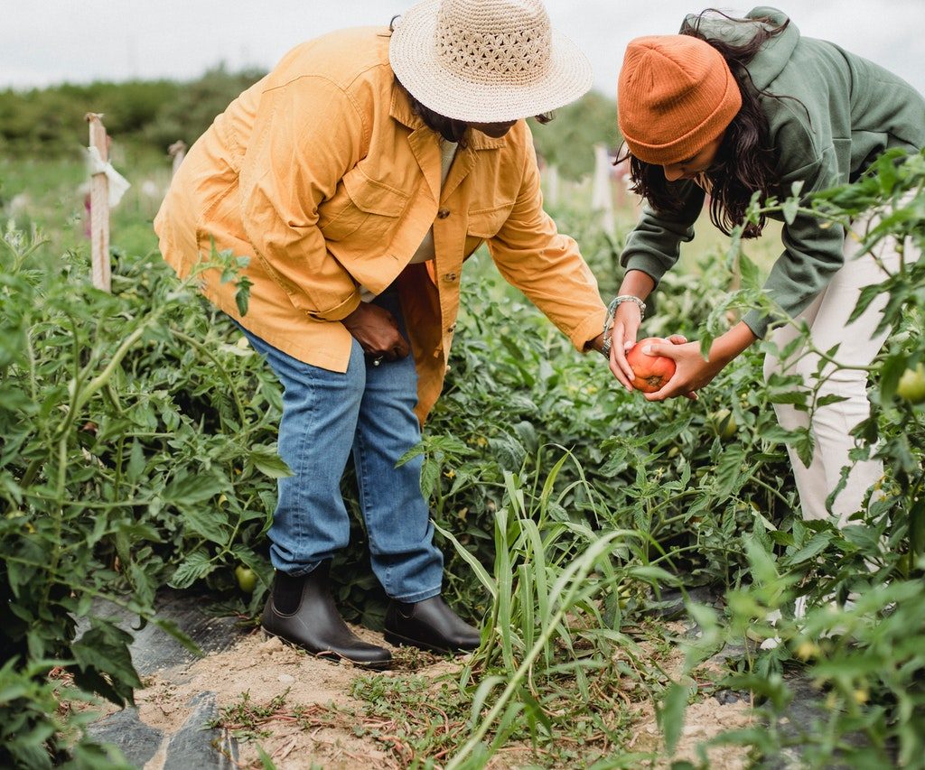 two women gardening