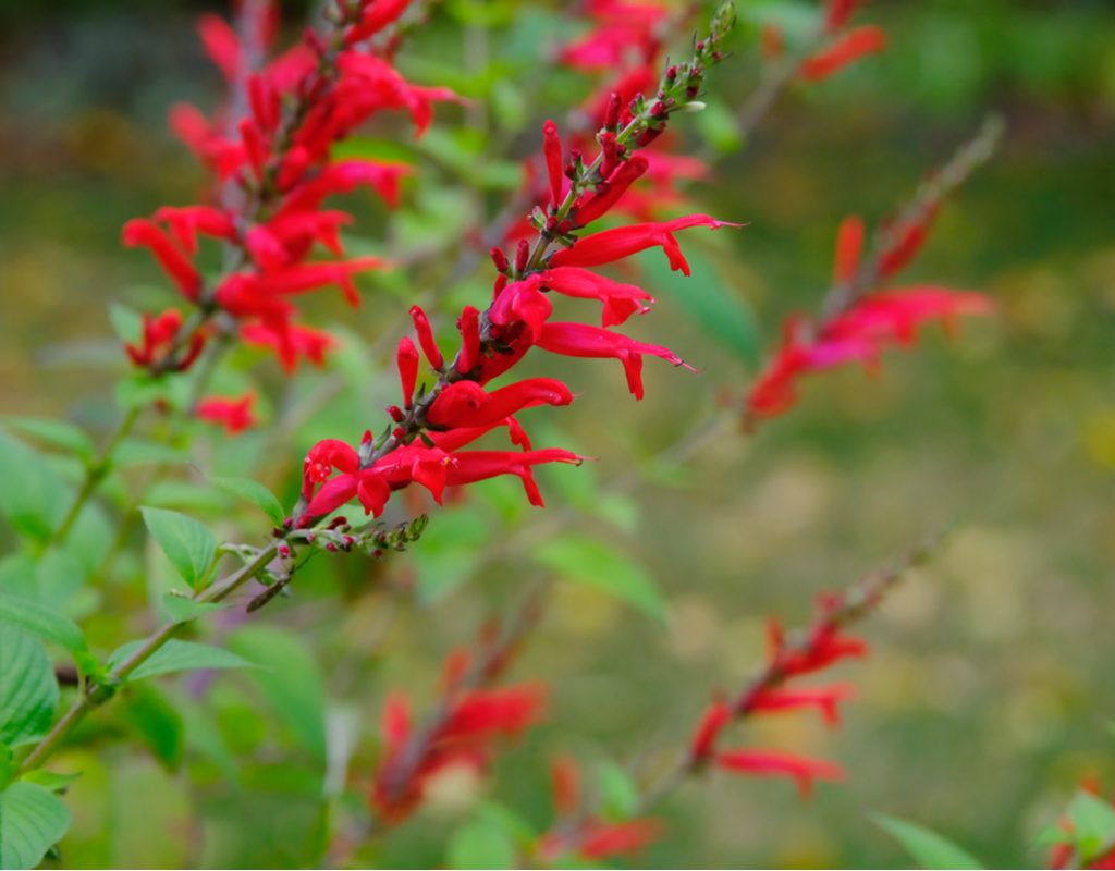 flowers on pineapple sage