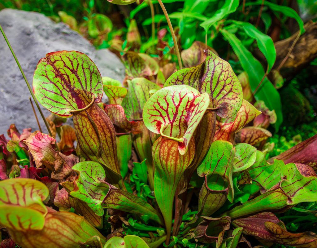 Pitcher plant in a garden