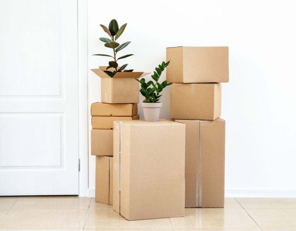 Plants sitting on packed boxes