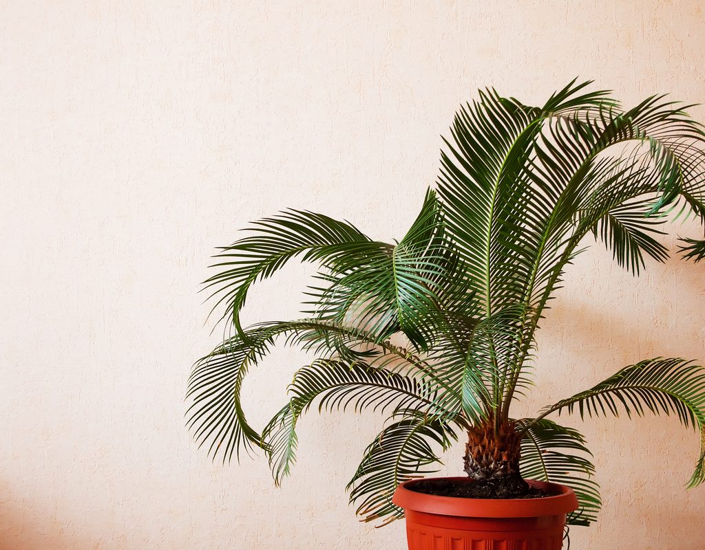 A potted palm plant