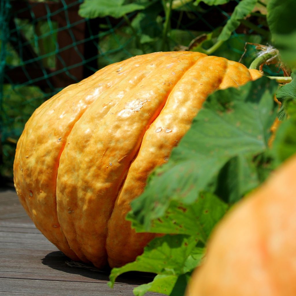 a large pumpkin grows on a vine