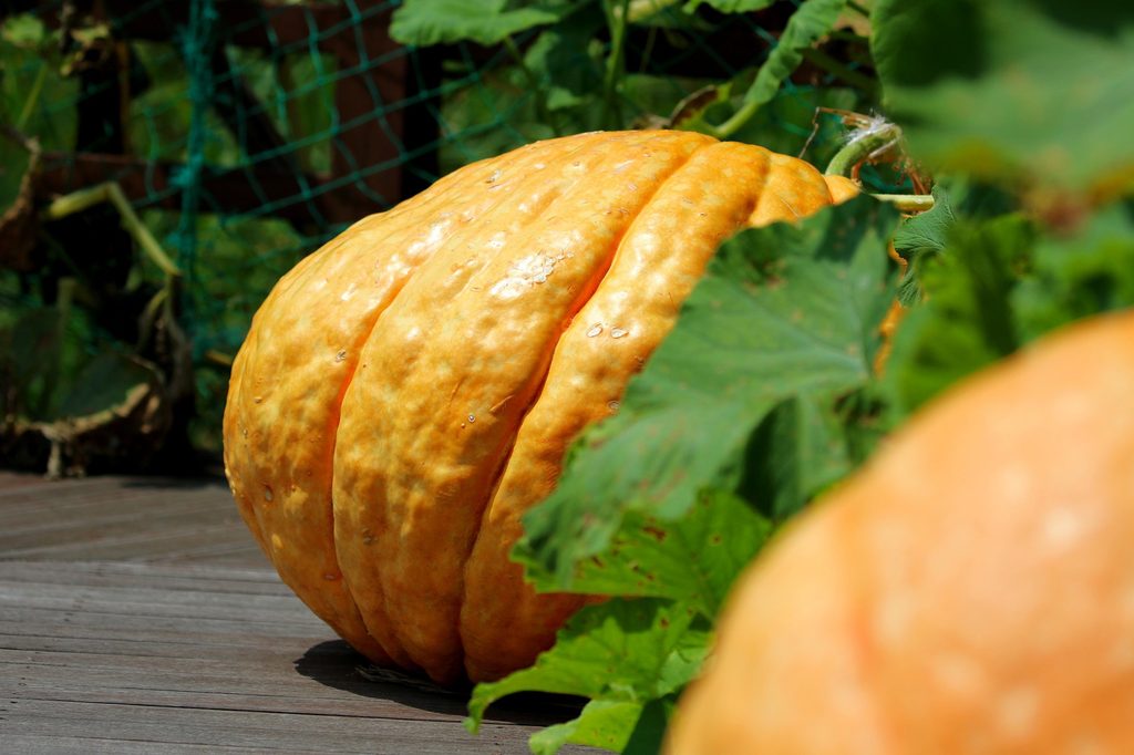 A large pumpkin grows on a vine