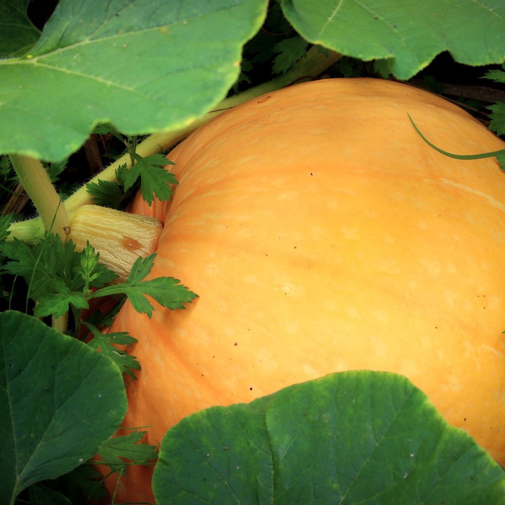 a pumpkin grows on a vine