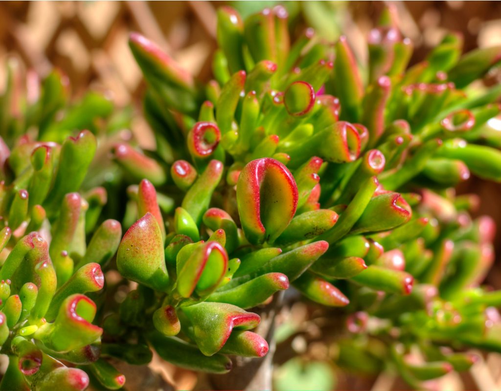 A close-up of red coral succulent leaves