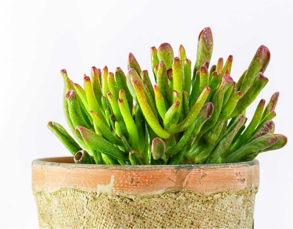 A small red coral succulent