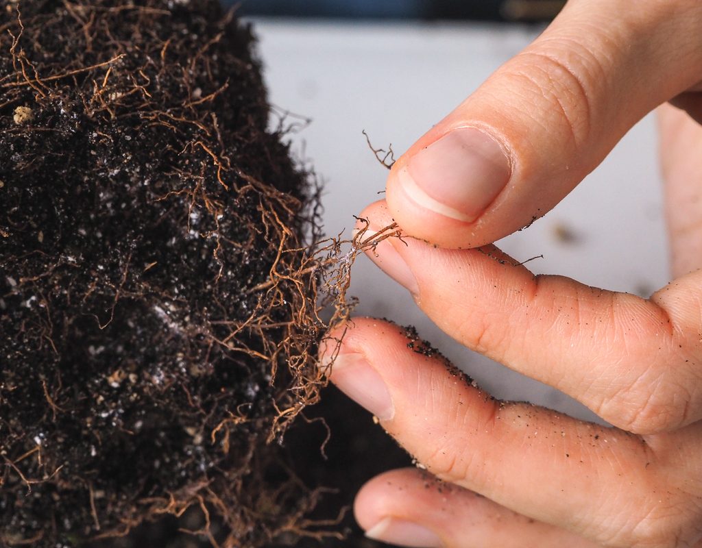 Reddish brown roots rotting