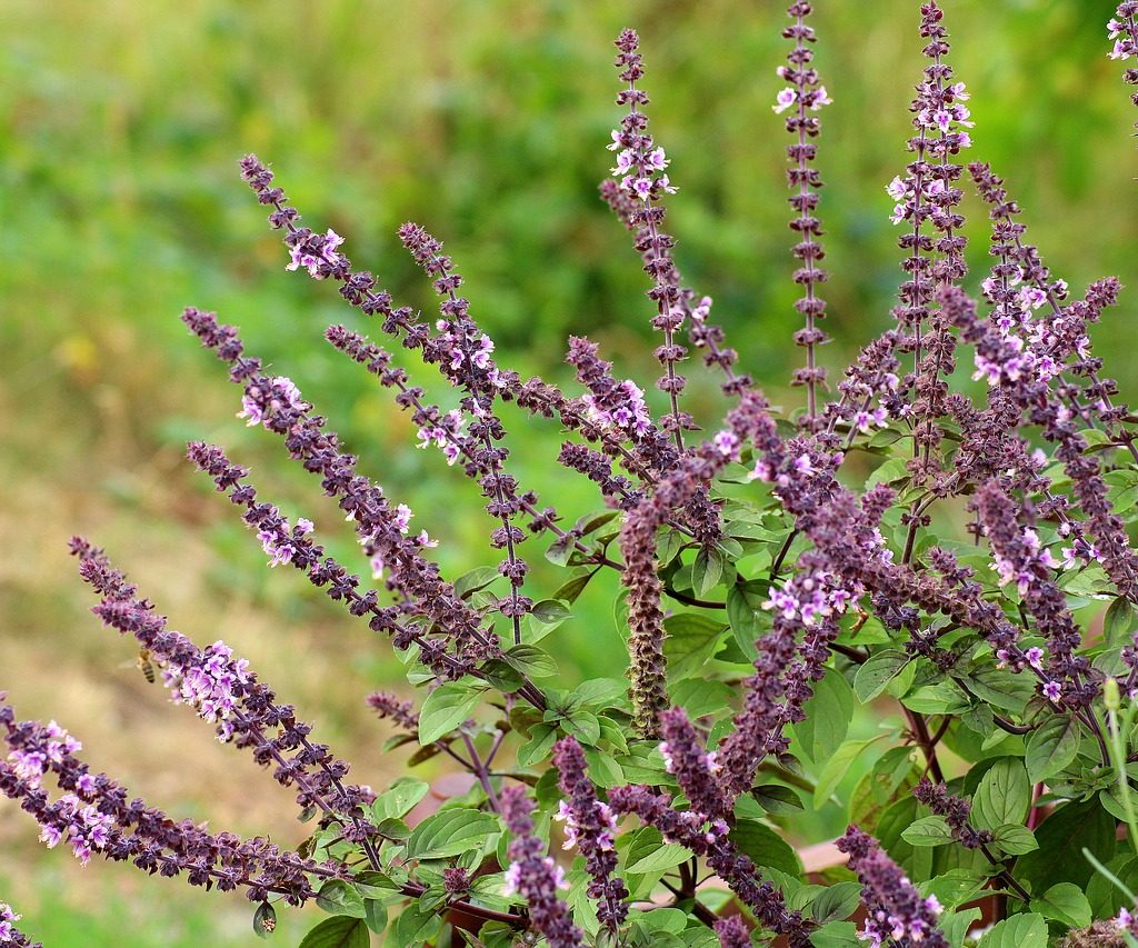 A sage plant with purple flowers