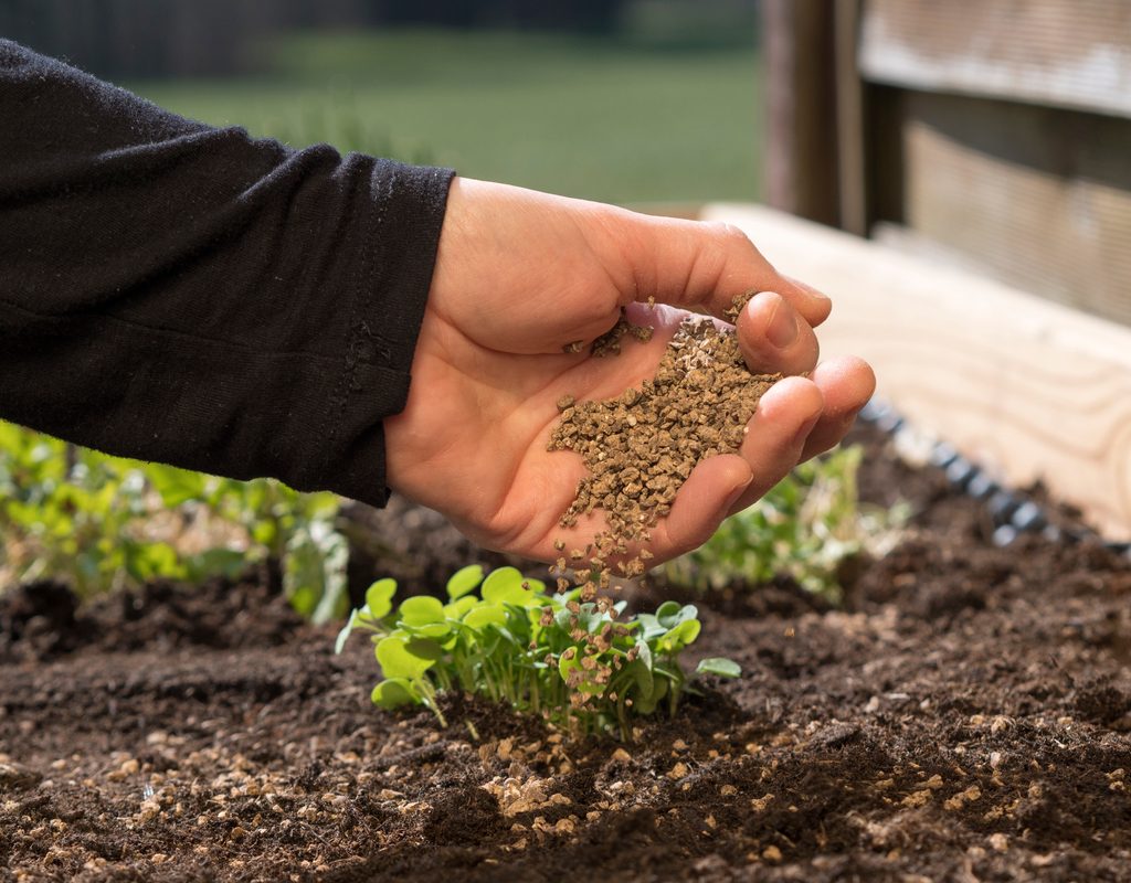 Scattering bone meal fertilizer over a plant