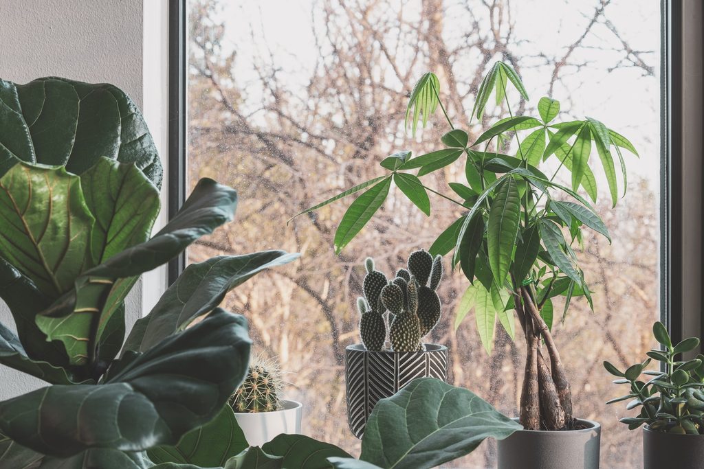 Several houseplants including a money tree and a cactus on a window sill