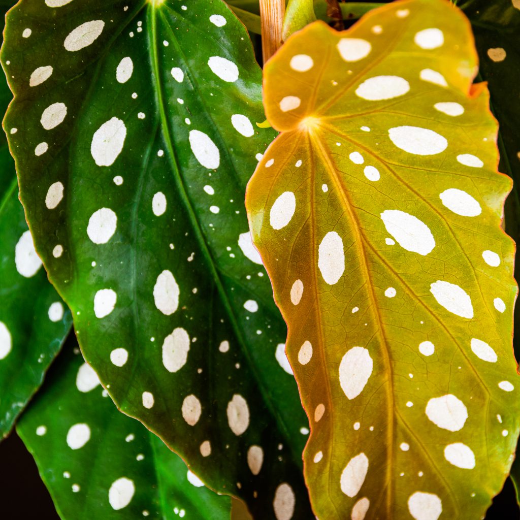 polka dot begonia leaves