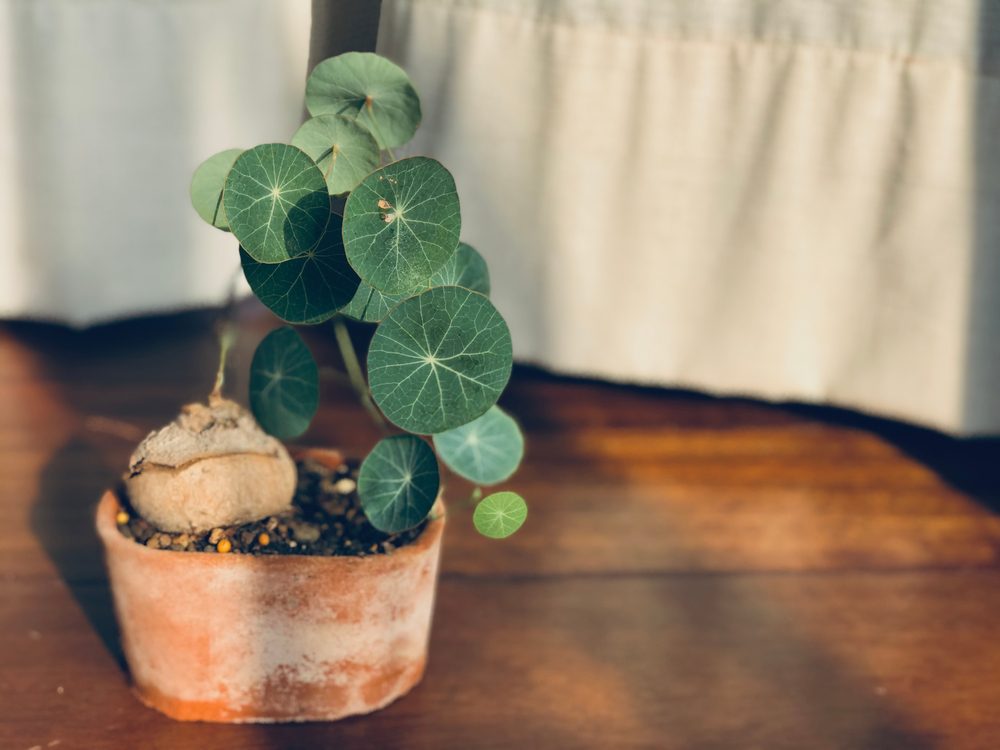 stephenia erecta plant