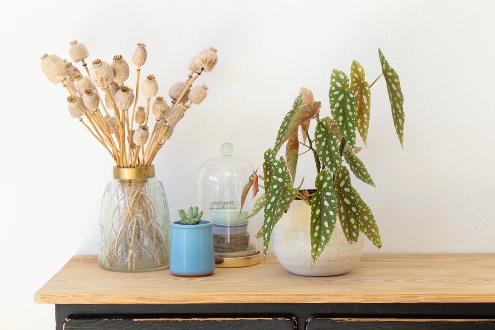 polka dot begonia on table