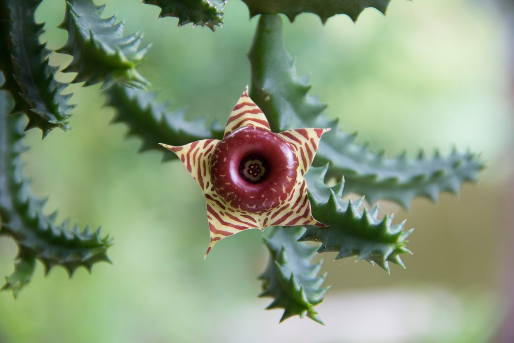 lifesaver cactus bloom