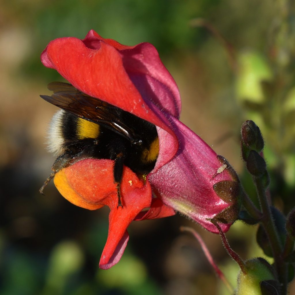 Bumblebee in snapdragon