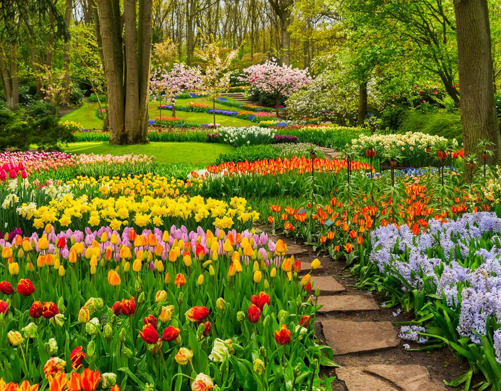 Spring flowering bulbs