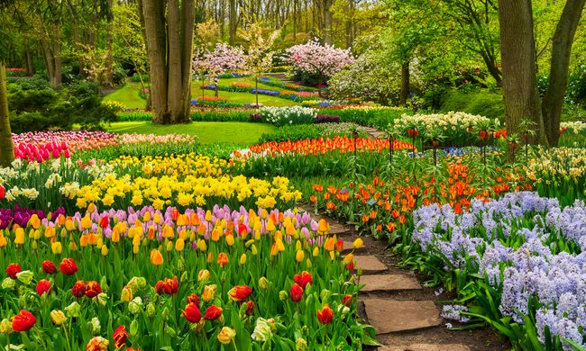 Spring flowering bulbs