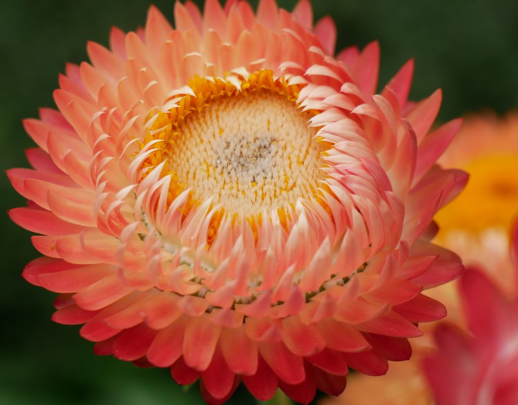 Close-up of a strawflower bloom