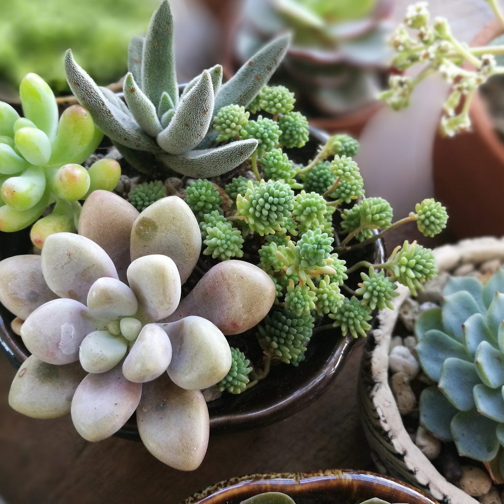Succulents growing in small pots
