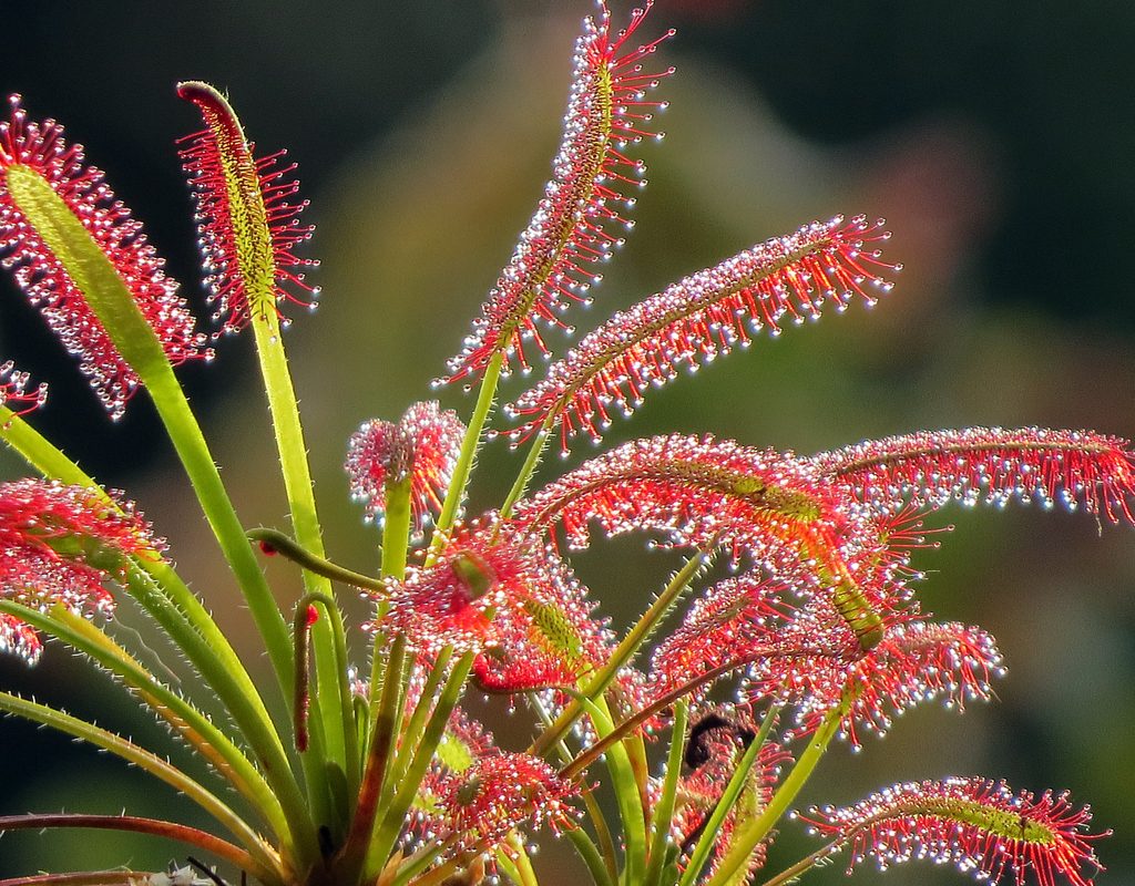 sundew in a garden