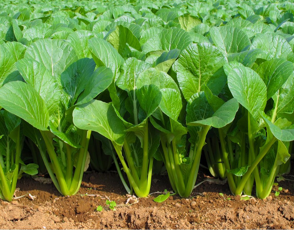 A garden bed of tall spinach plants