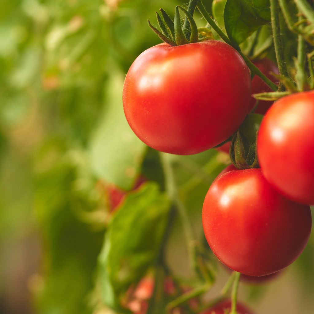 Tomato plant preparing for harvest